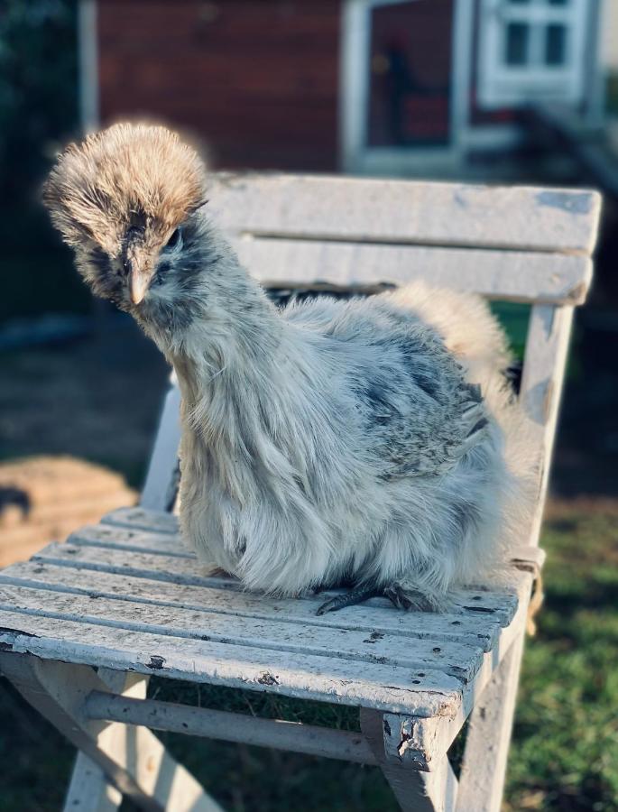 Ferienwohnung Seidenhuhn Kiefersfelden Exterior foto